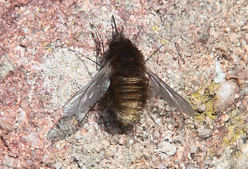 Systoechus ctenopterus?